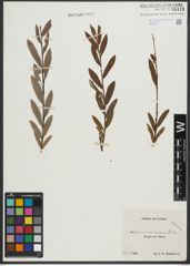 Foto von Salix purpurea L. x Salix repens L.